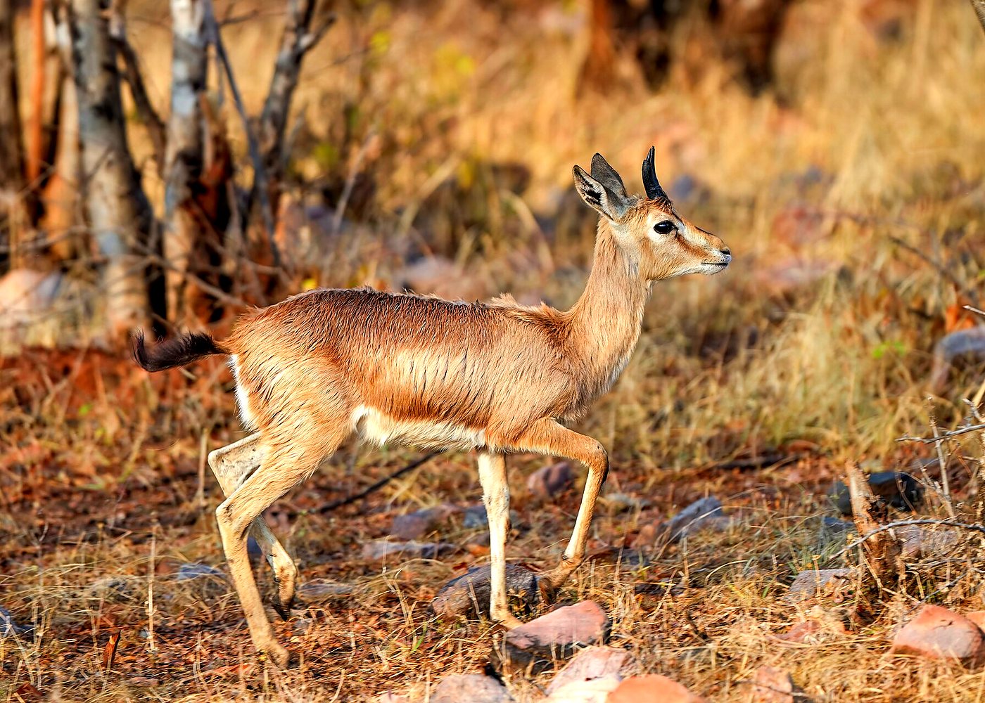 Private 4-Day Golden Triangle & Ranthambore Tour — photo 2
