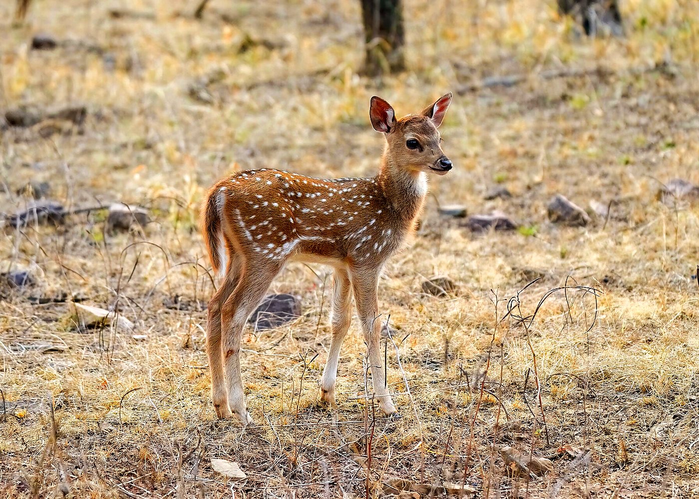 Private 5-Day Golden Triangle & Ranthambore Tour — photo 3