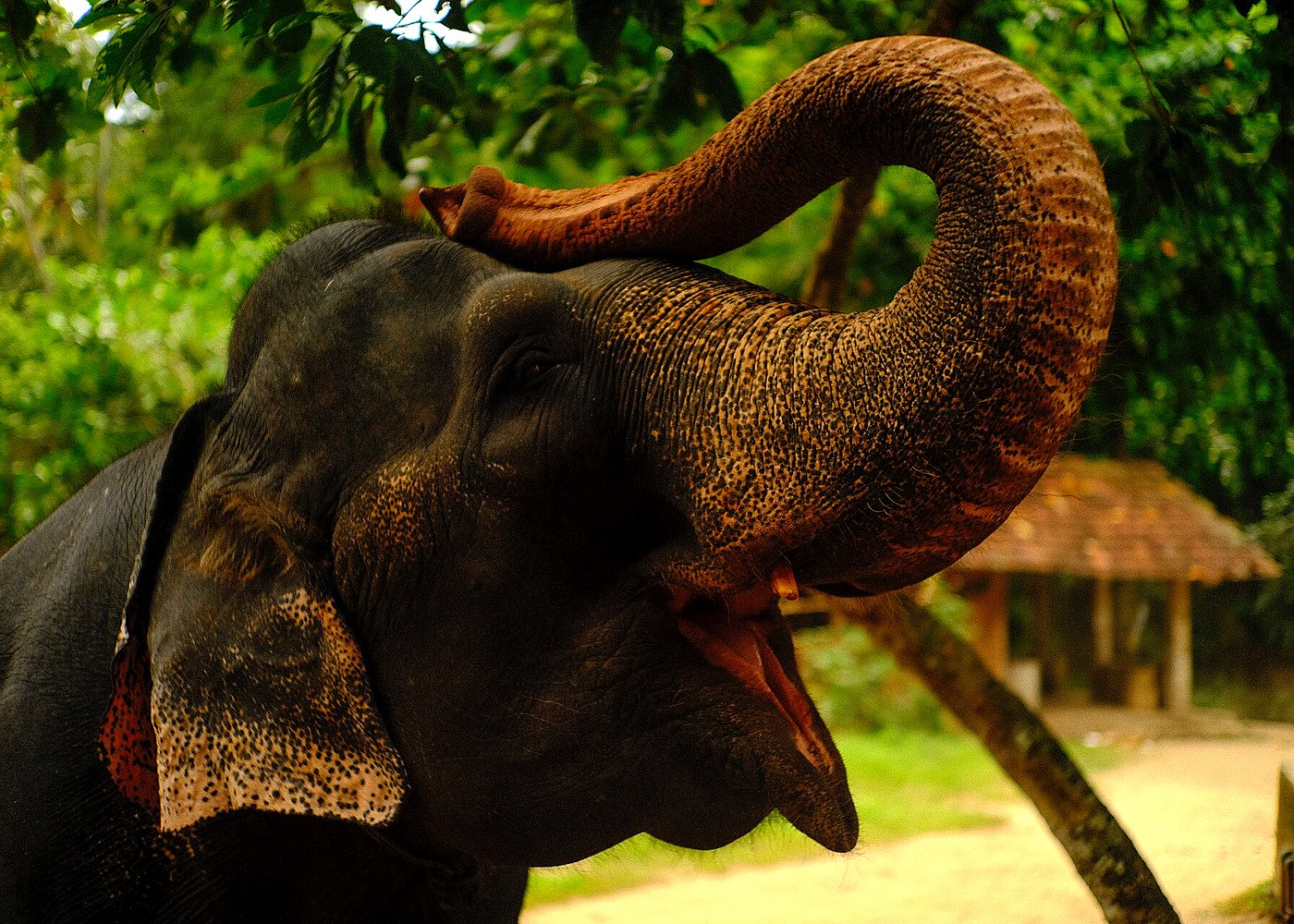 Ethical Elephant Village Experience in Jaipur — photo 3