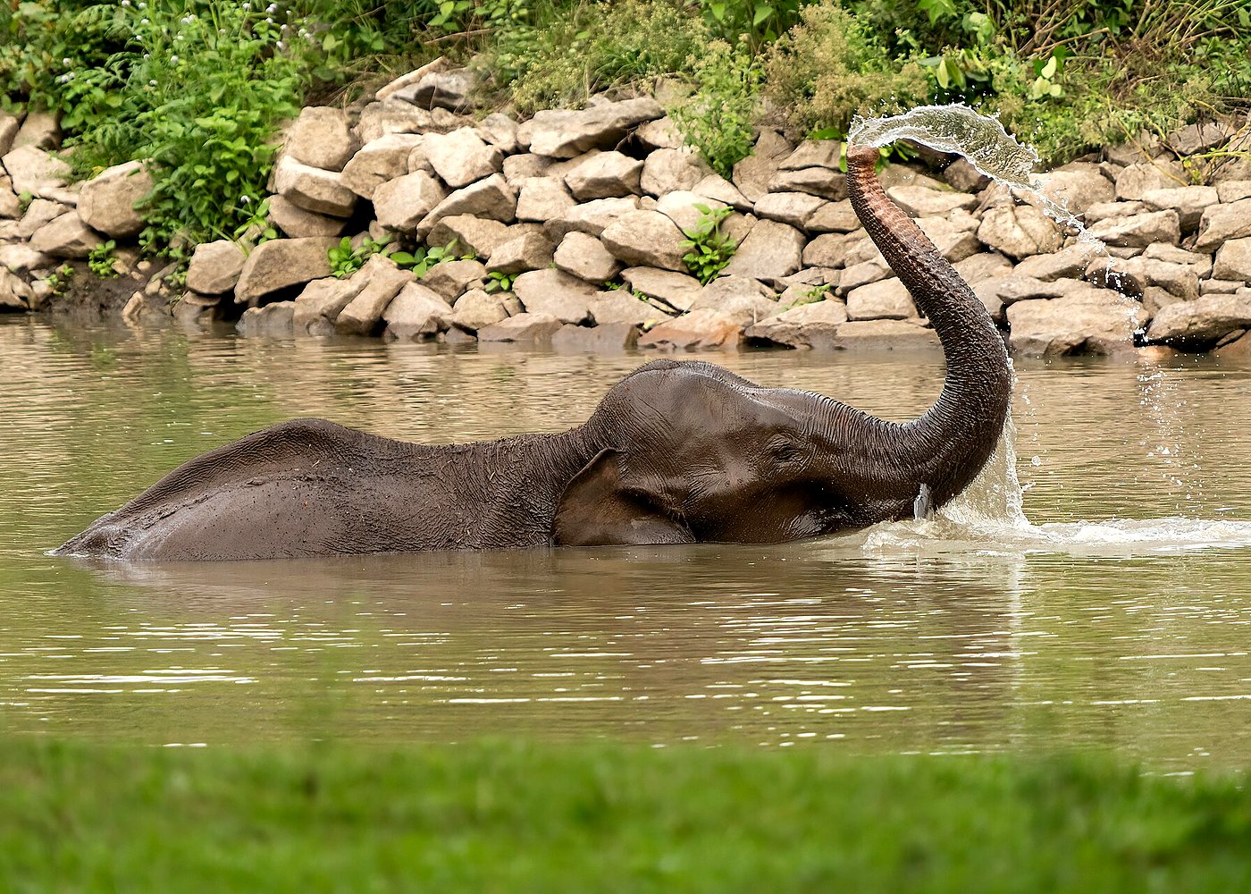 Ethical Elephant Village Experience in Jaipur — photo 4