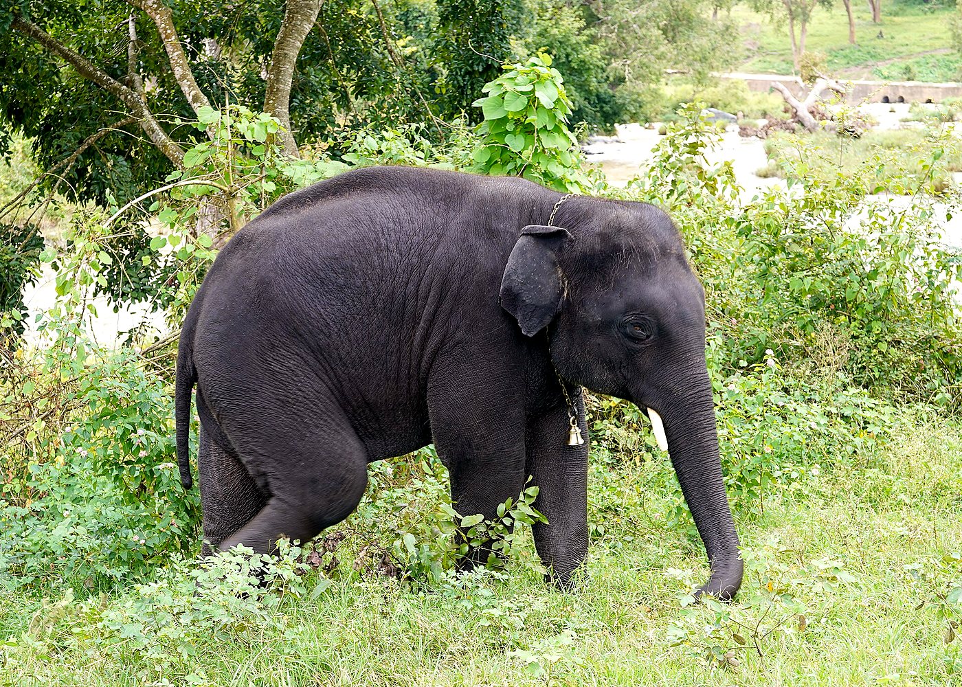 Ethical Elephant Village Experience in Jaipur — photo 5