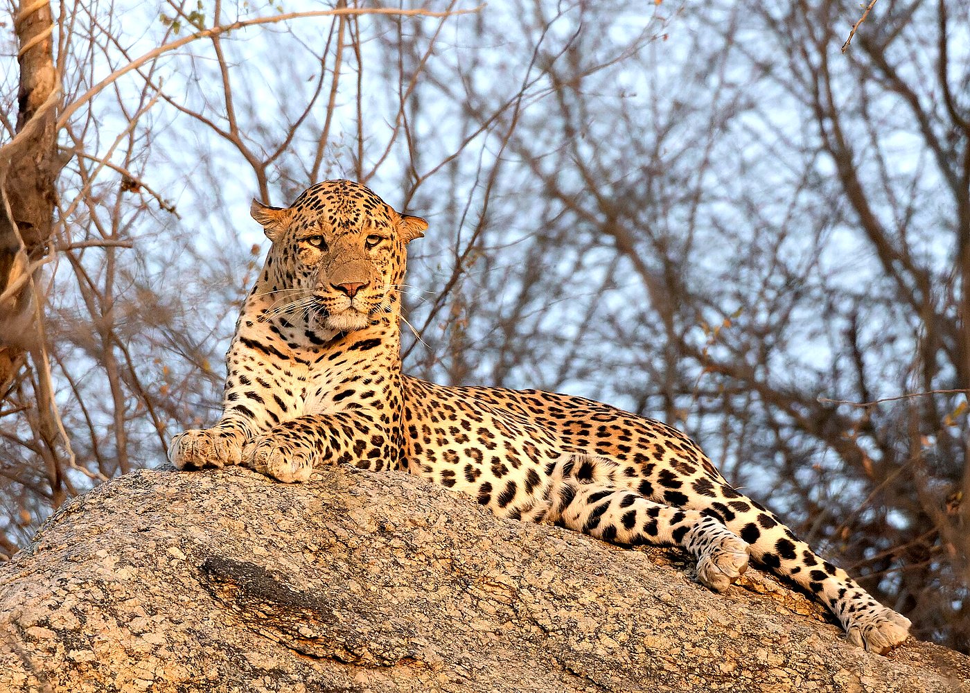 Leopard Safari in Jaipur’s Jhalana Reserve — photo 2