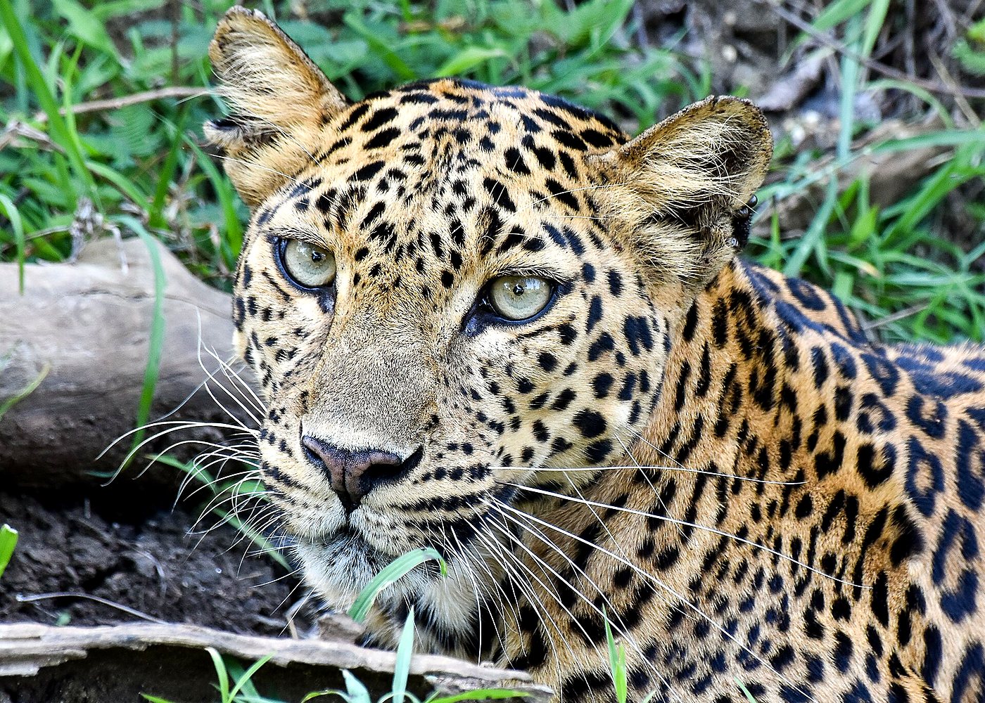 Leopard Safari in Jaipur’s Jhalana Reserve — photo 3