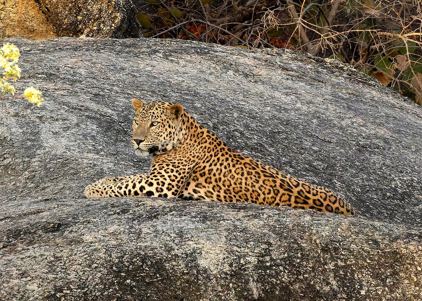 Leopard Safari in Jaipur’s Jhalana Reserve — photo 4
