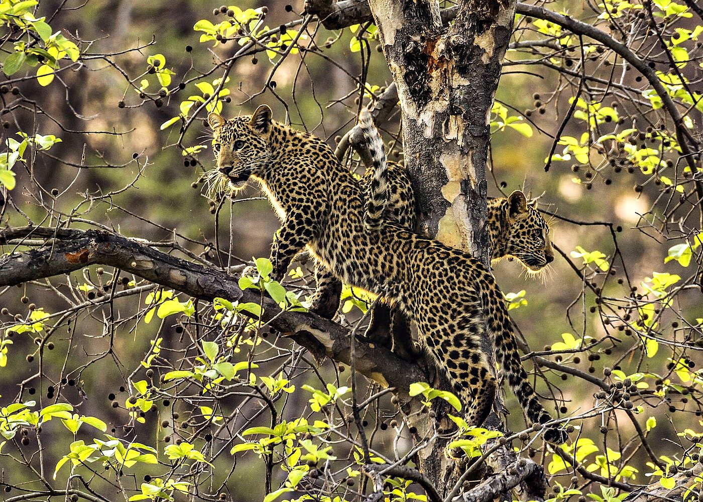 Leopard Safari in Jaipur’s Jhalana Reserve — photo 5