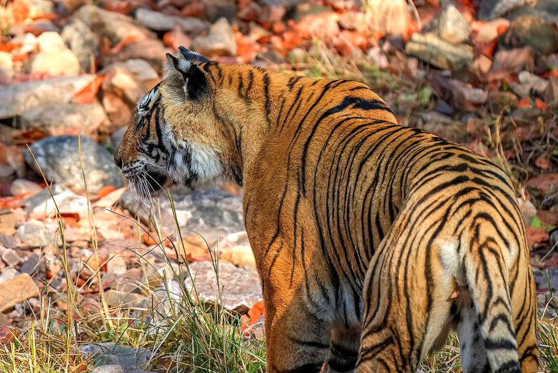 Drive to Ranthambore