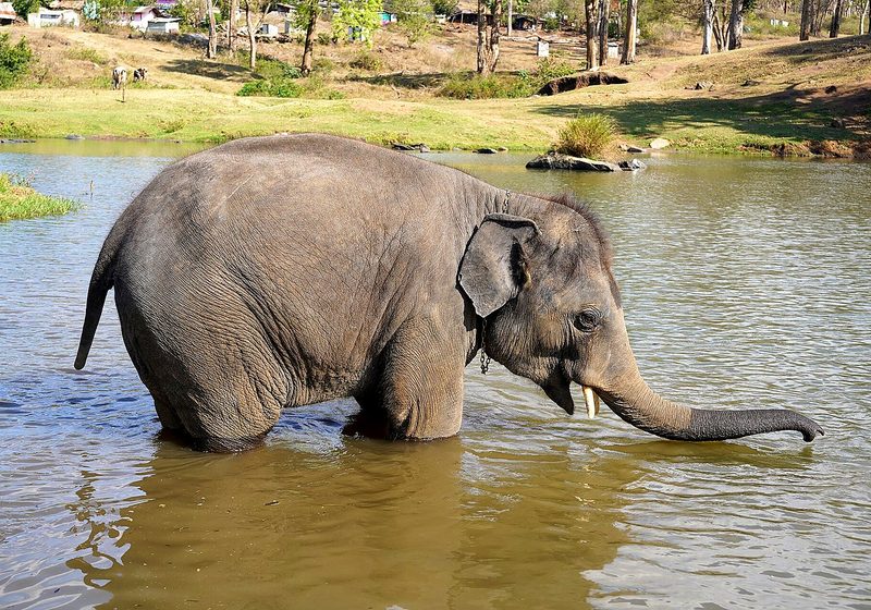 Ethical Elephant Village Experience in Jaipur