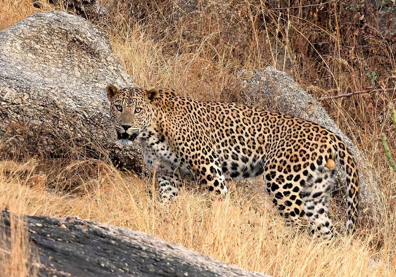 Leopard Safari in Jaipur’s Jhalana Reserve